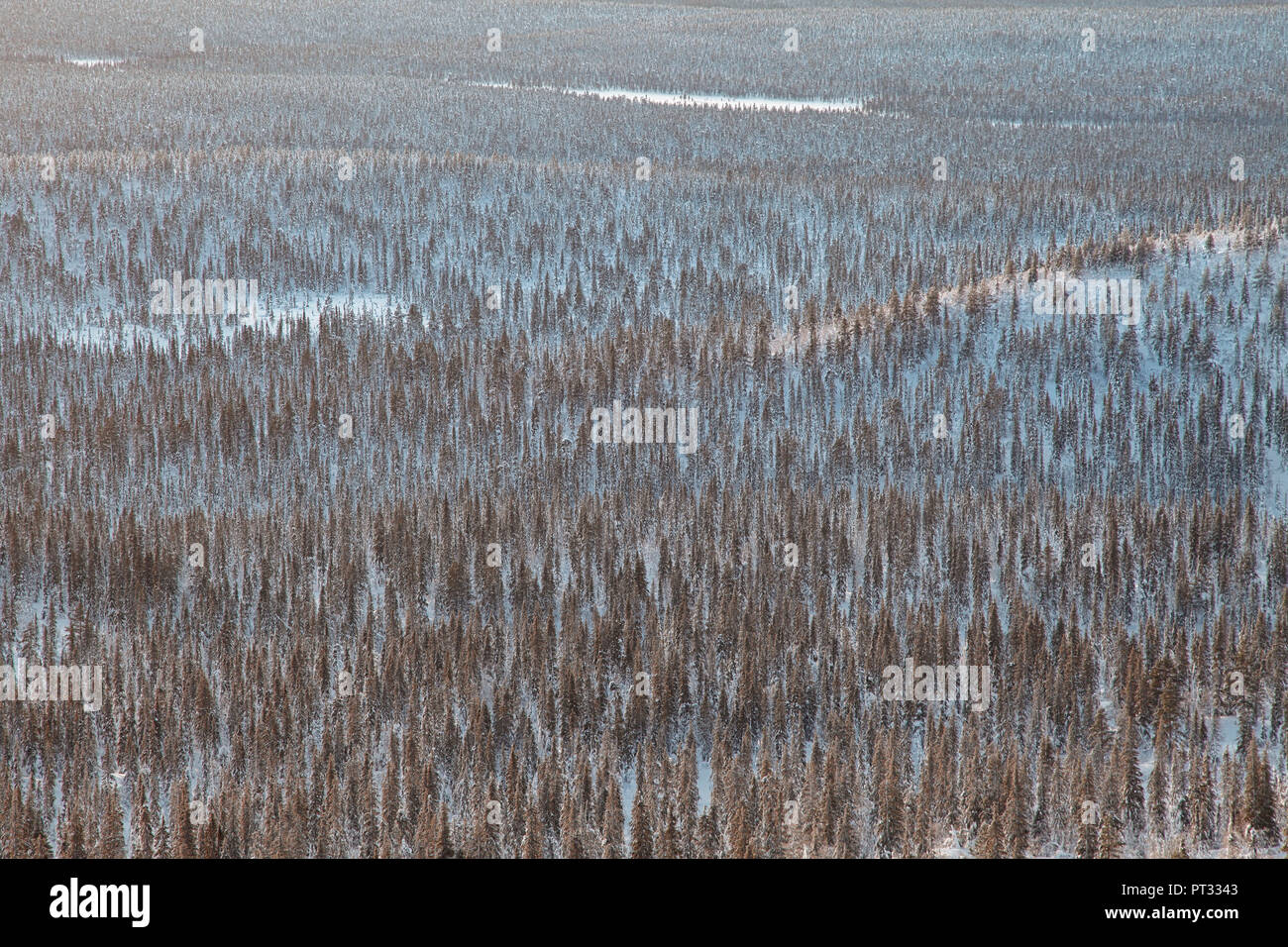 Trees at Pallas - Yllästunturi national park, Muonio, Lapland, Finland, Europe Stock Photo