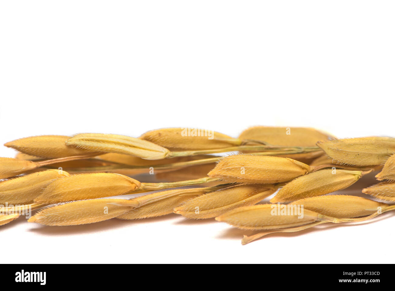 Ripe ear of paddy rice isolated on white background Stock Photo - Alamy