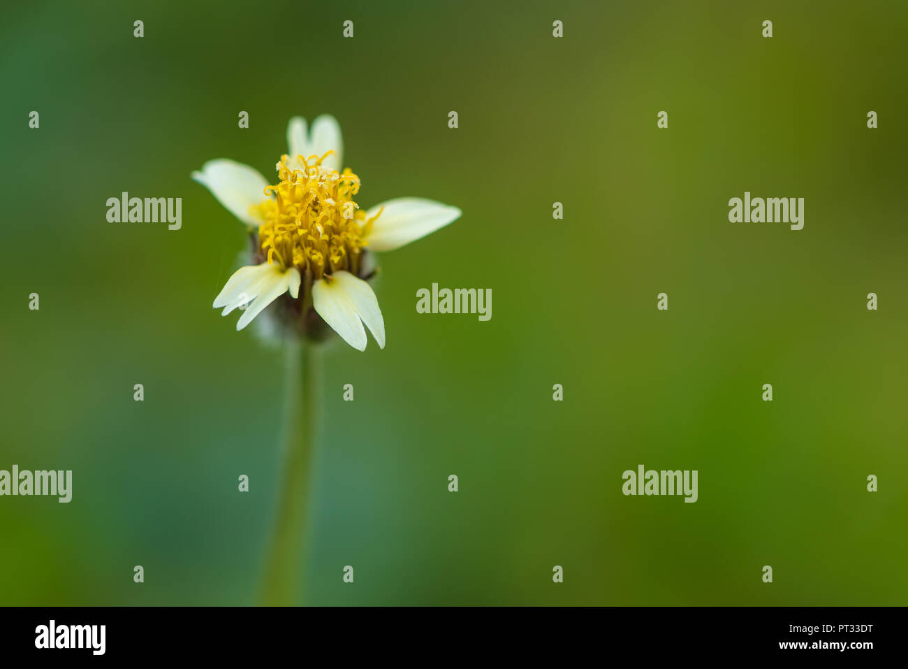 Tridax procumbens has been studied for several potential therapeutic