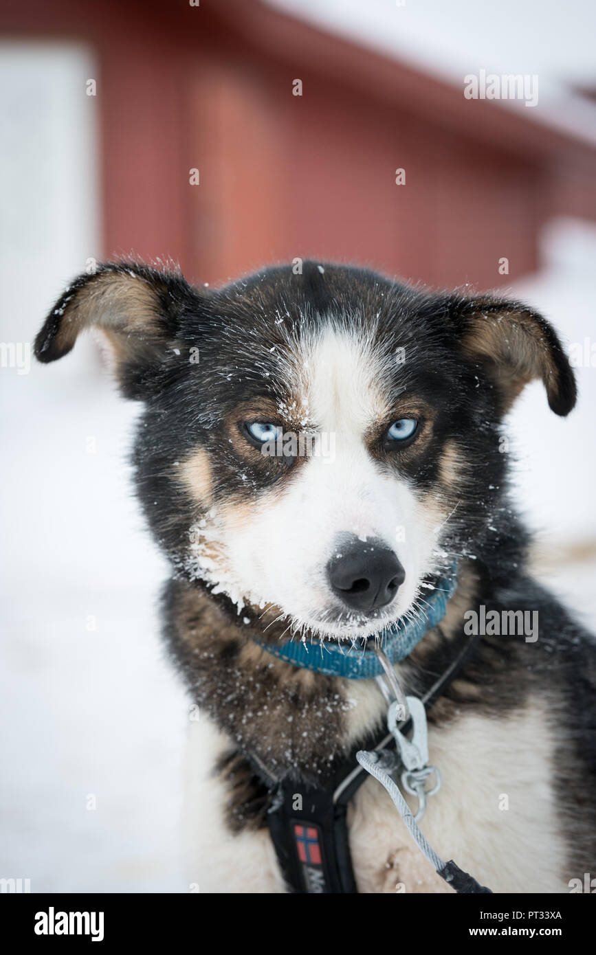 Racing sled dog, Norway Stock Photo