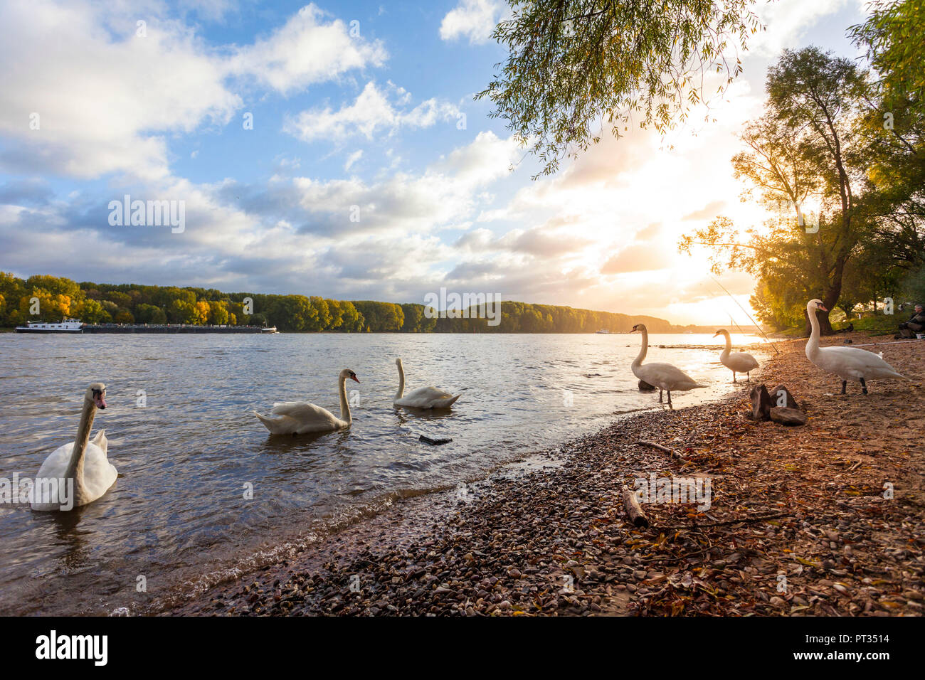 Morning scene at River Rhine in Bonn, Germany, Stock Photo