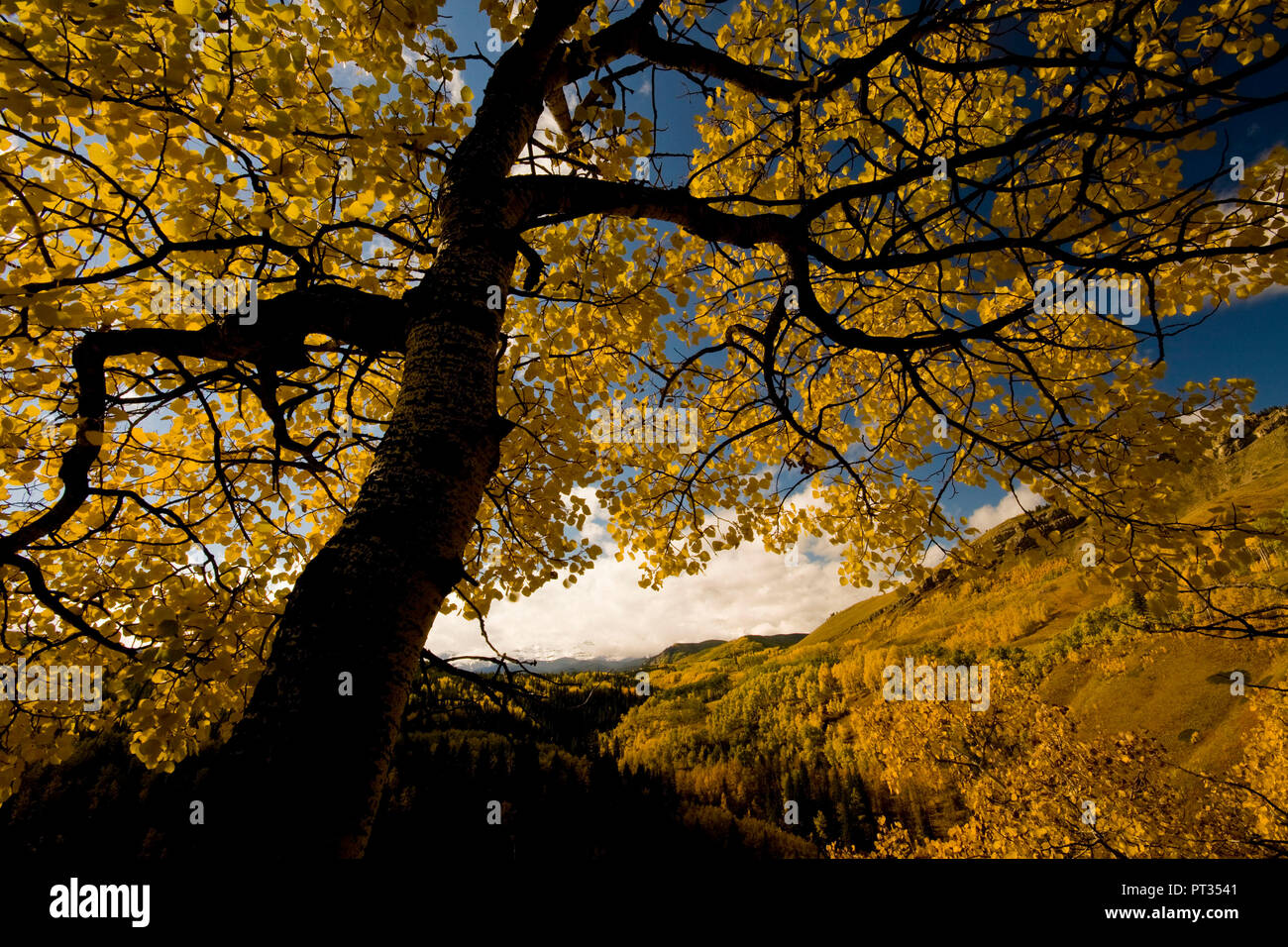 Aspen trees in fall, yellow with blue sky, Sheep Valley National Park, Alberta, Canada, Stock Photo