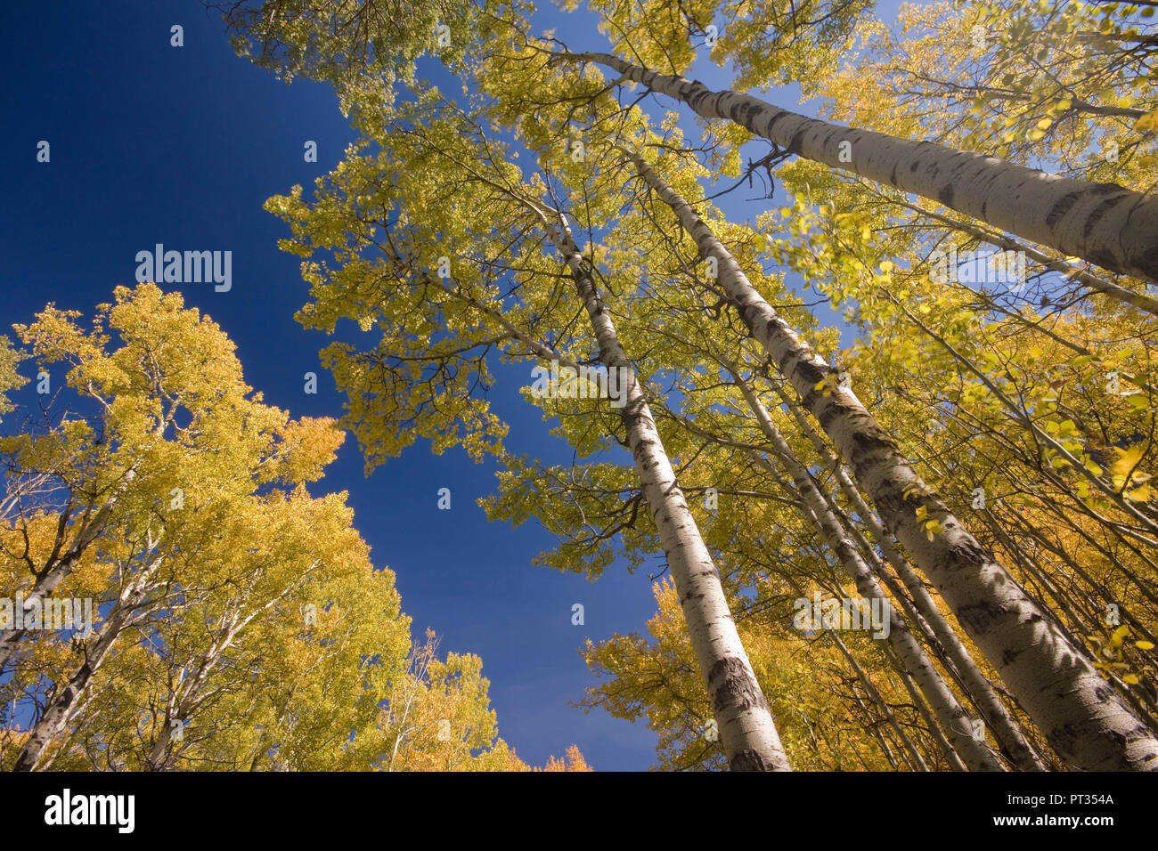 aspen trees in fall, yellow with blue sky, shot into sky, Kananaskis country, Alberta, Canada, Stock Photo