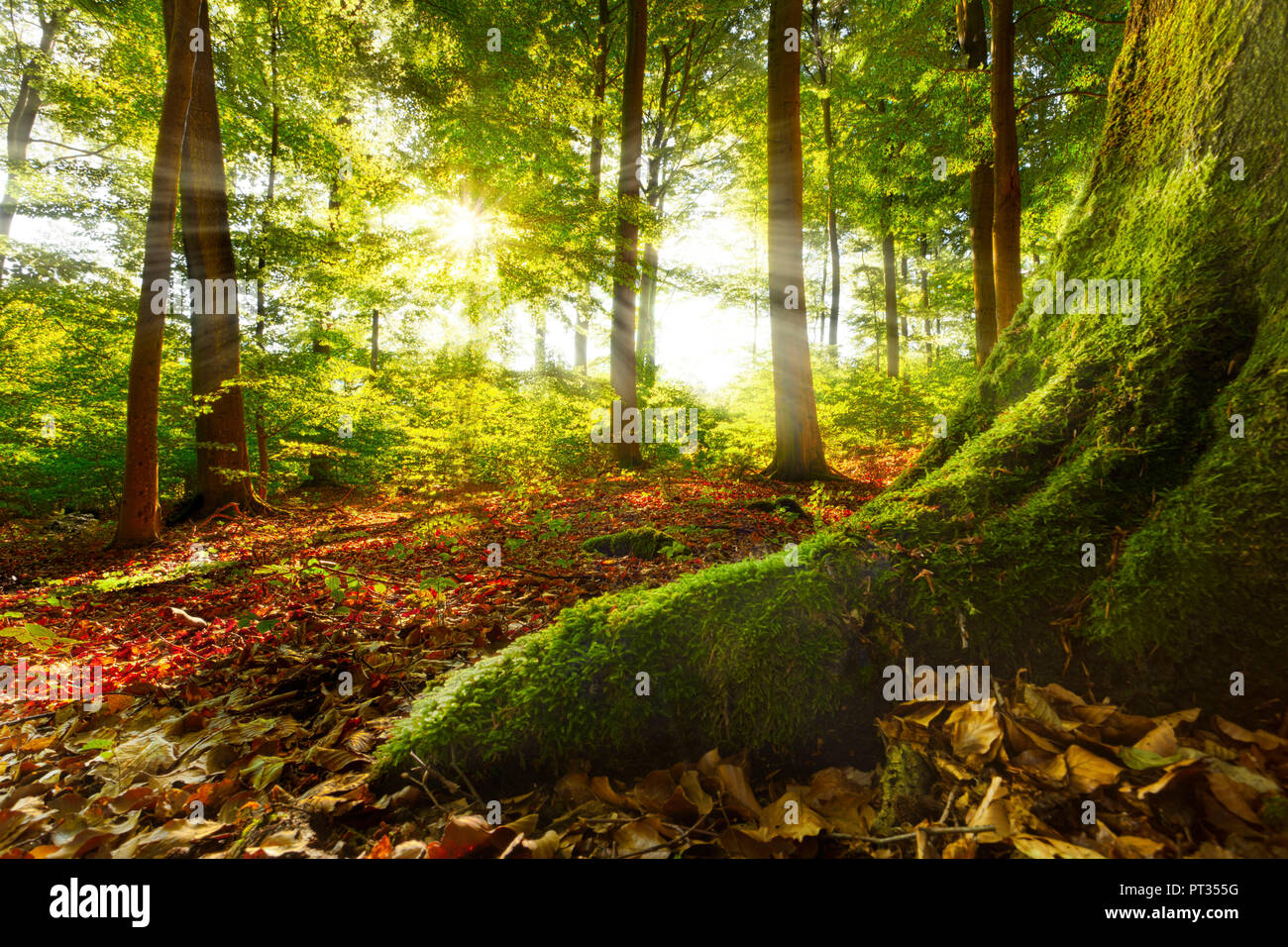 sunrays shining into a beech forest, mossy root in foreground leads into image, location:warstein, sauerland, germany Stock Photo