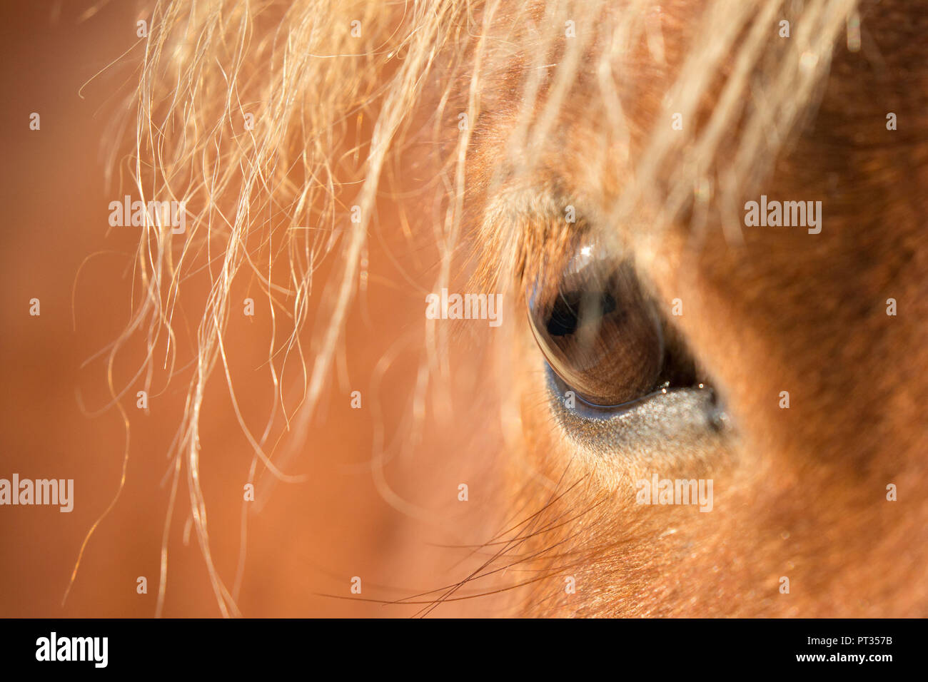 Icelandic horse, eye in close-up Stock Photo