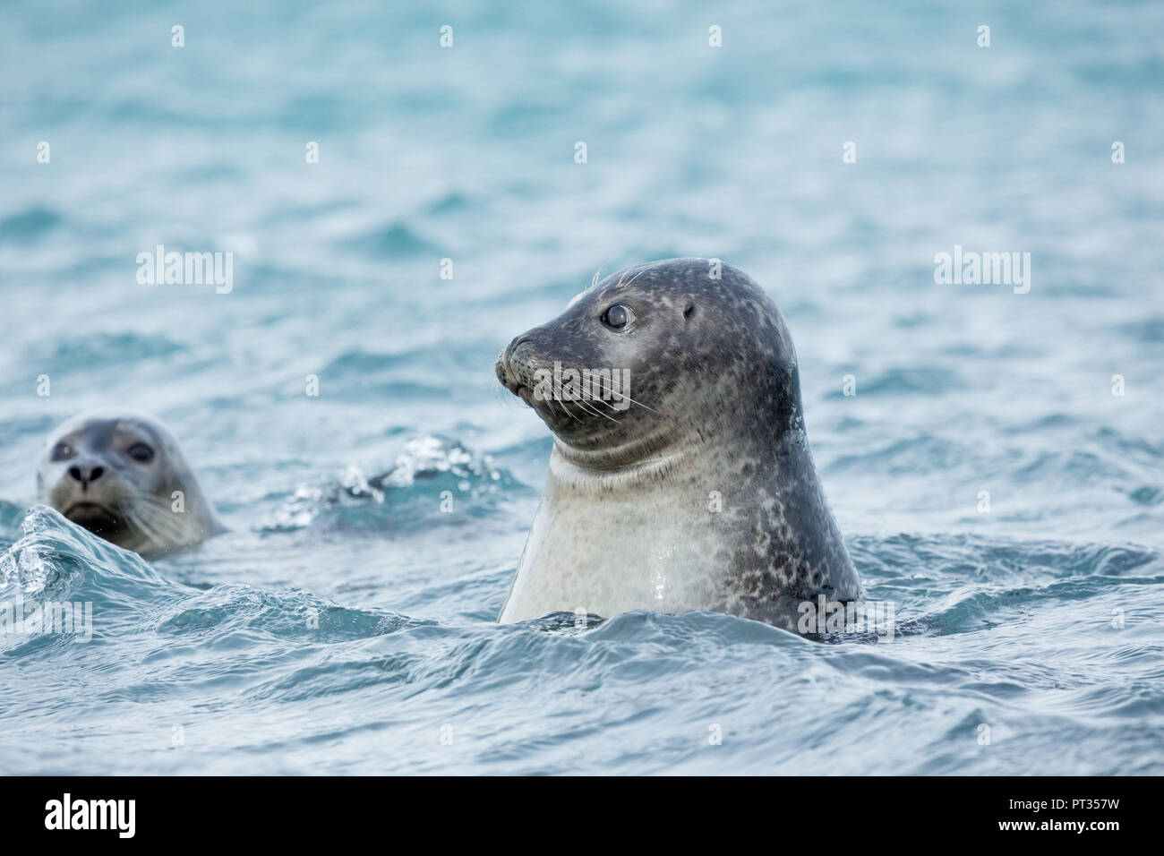 Curious seal, lagoon of Jökulsarlon Stock Photo