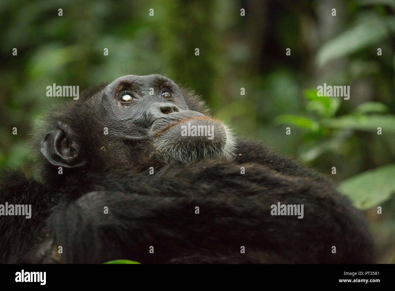 Old chimpanzee in the jungle Stock Photo
