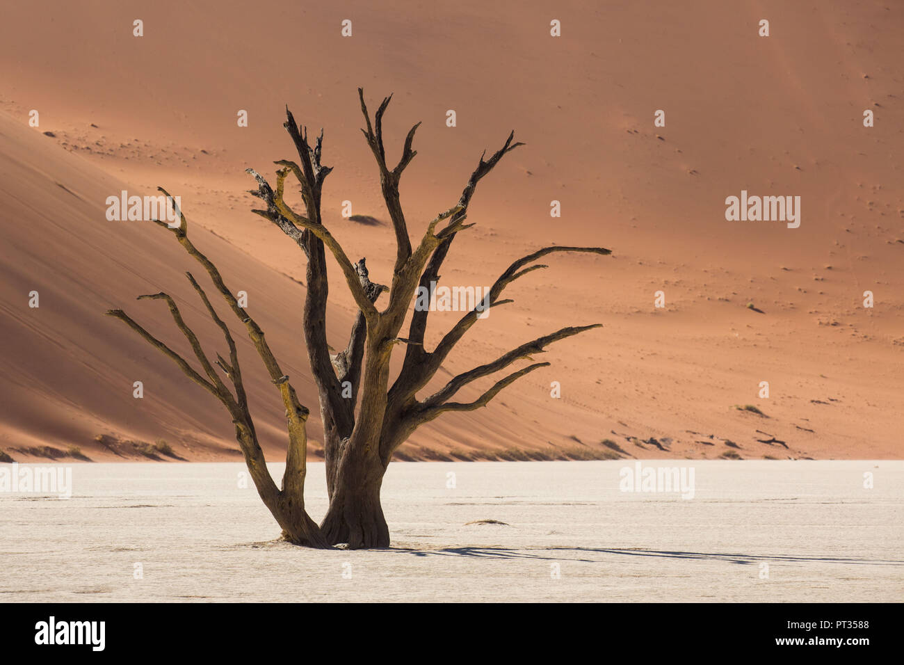 Dead tree, Dead Vlei, Namib Naukluft National Park Stock Photo