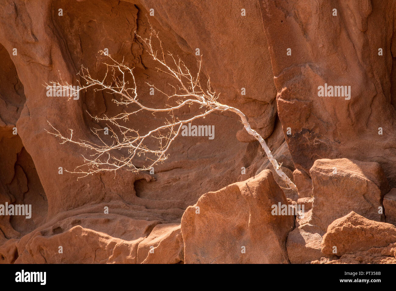 Thin tree in the sandstone Stock Photo