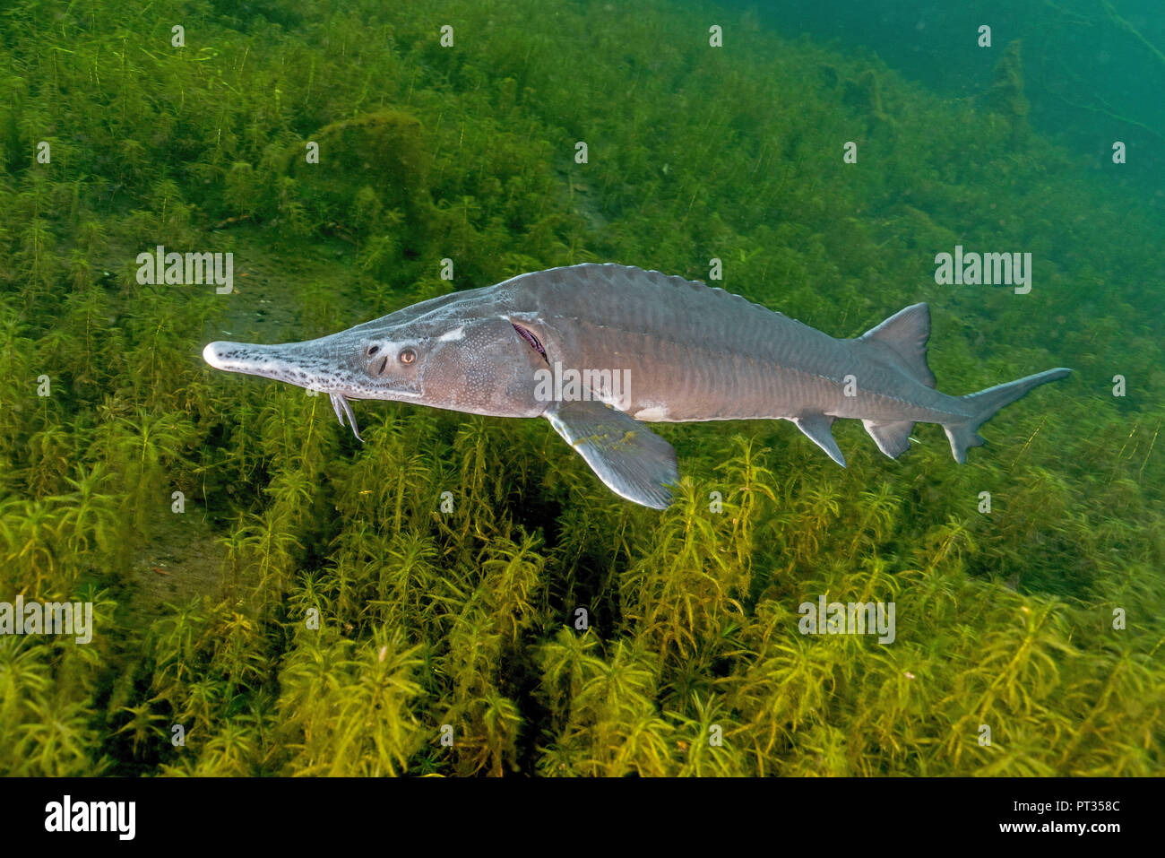 Siberian sturgeon, Acipenser baeri Stock Photo - Alamy