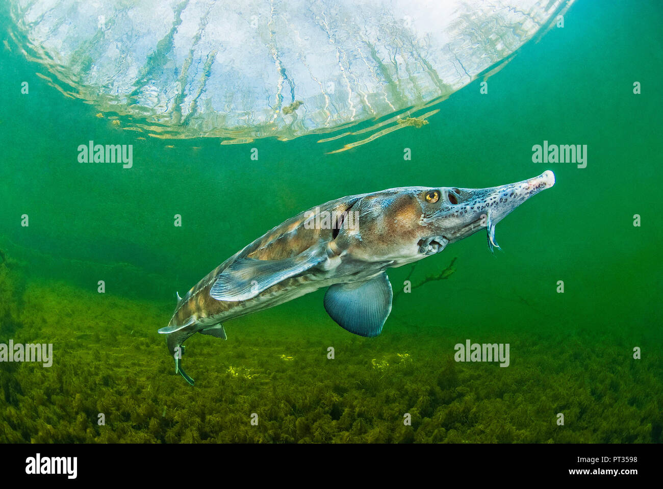 Sturgeon, Siberian sturgeon, Acipenser baeri, freshwater fish, Baden-Wuerttemberg, Germany Stock Photo