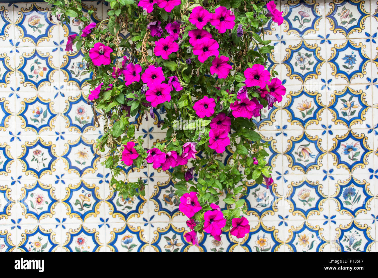 Hanging petunias in front of a tile wall on Azores island Terceira Stock Photo