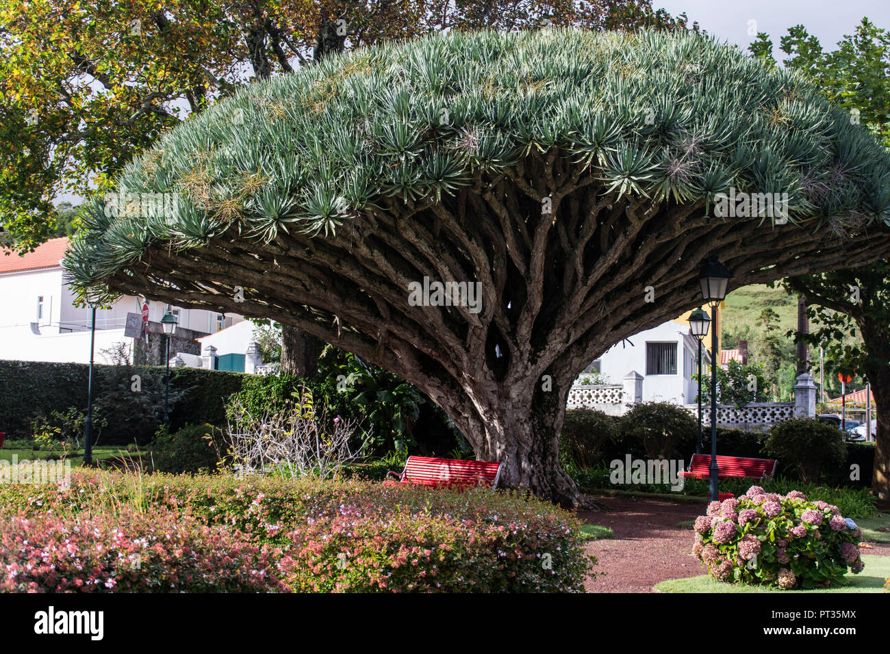 Park with dragon tree in Horta on Azores island Faial Stock Photo