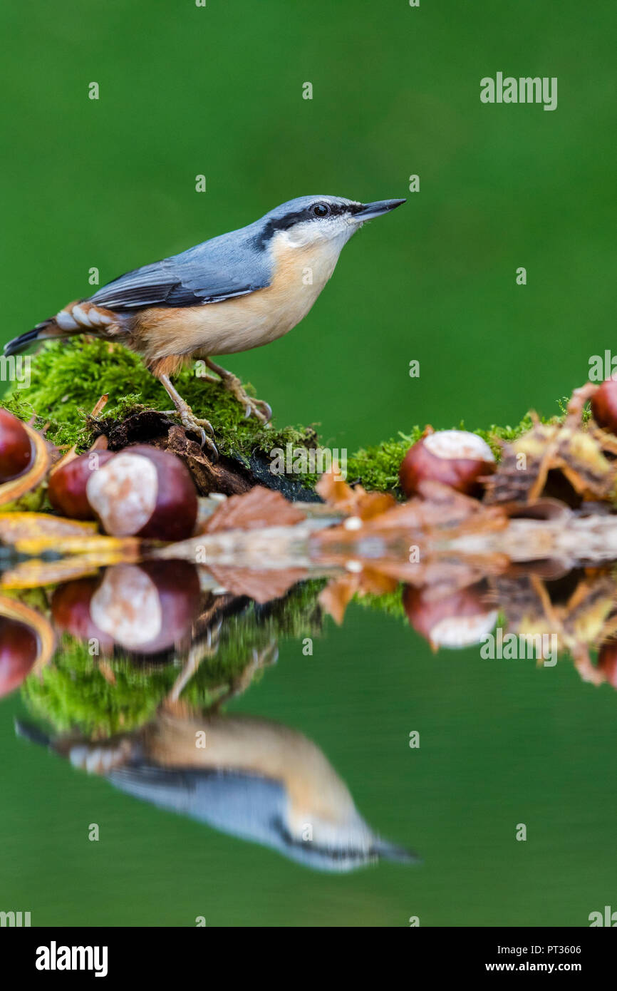 European nuthatch foraging in autumn in mid Wales Stock Photo