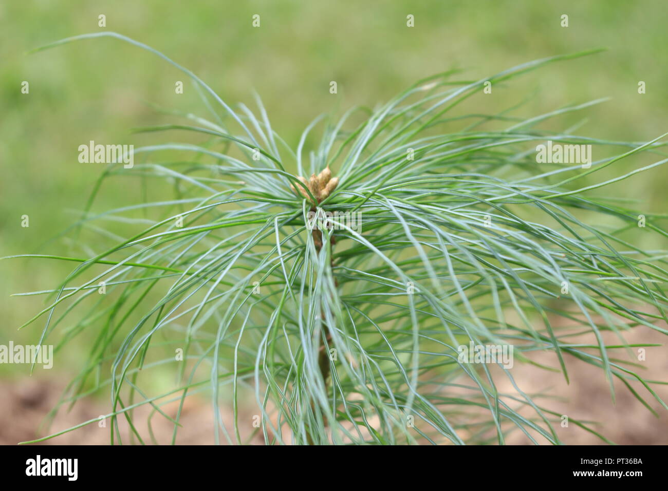 young white pine tree growing in backyard, just planted Stock Photo Alamy