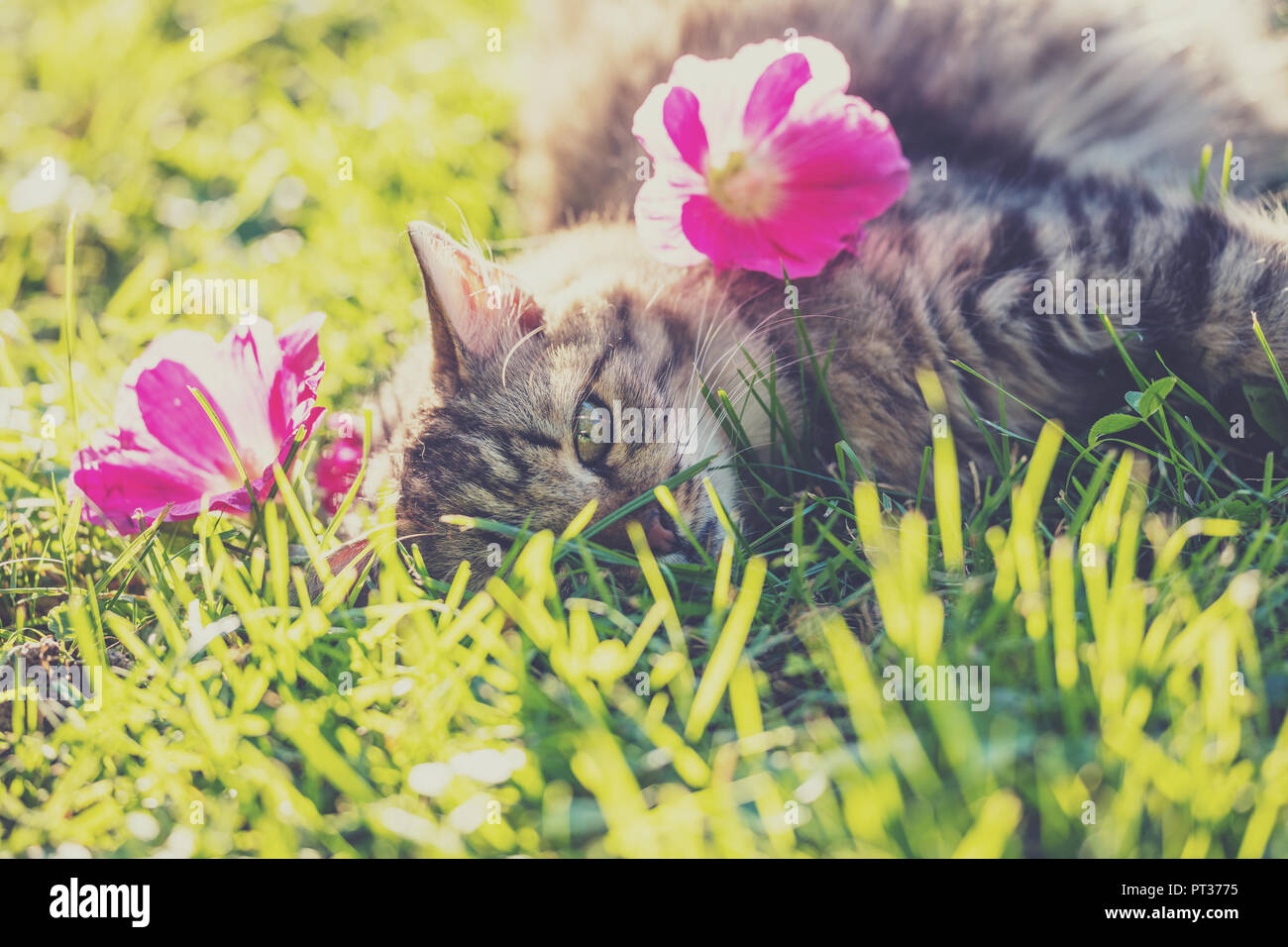 Cat lying on the grass in the garden in summer with flowers on the head Stock Photo