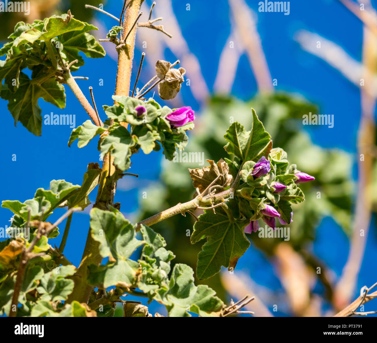 Close up of flowering tree mallow flowers, against blue sky, Fidra Island, Firth of Forth, Scotland, UK Stock Photo