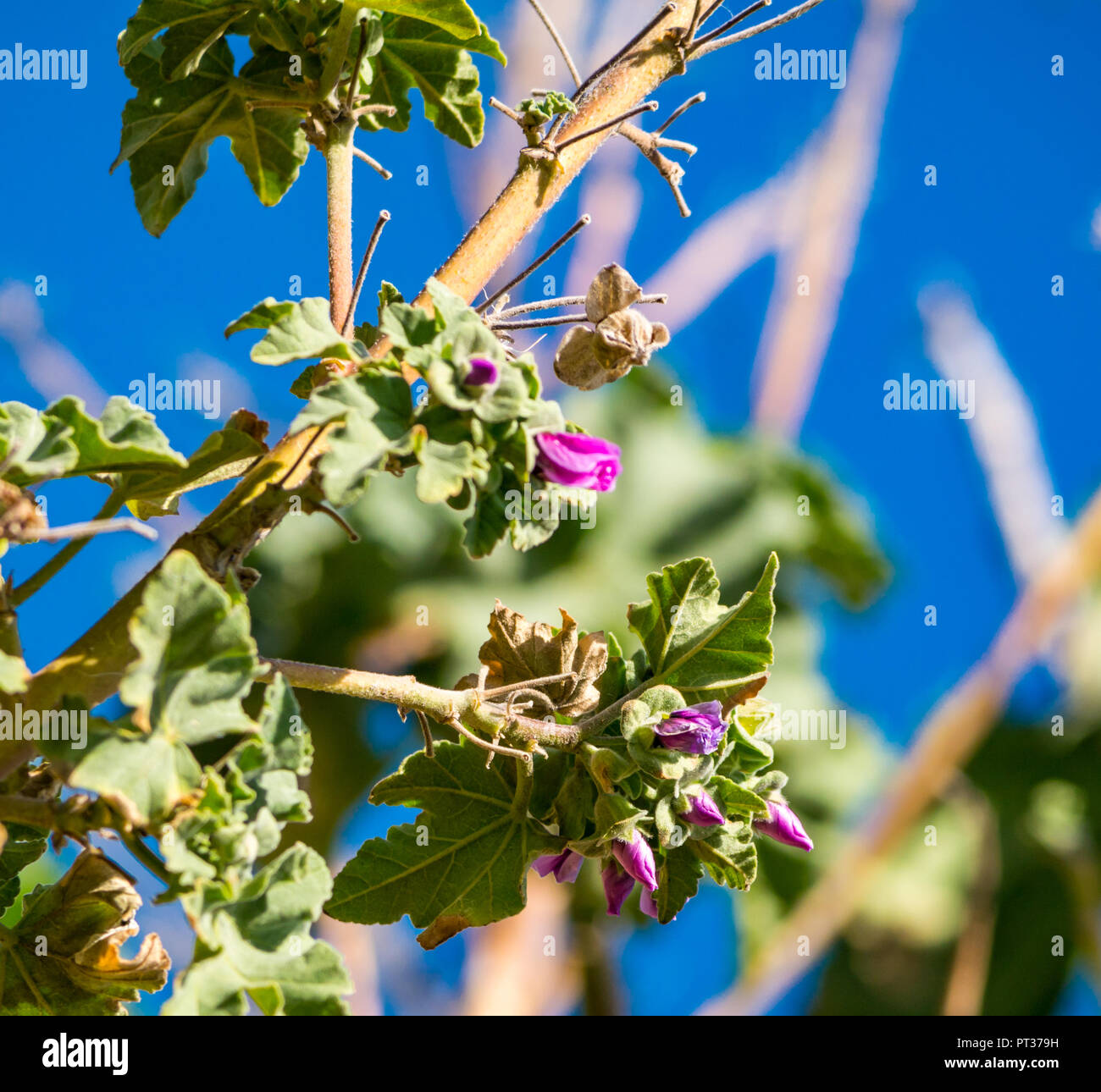 Close up of flowering tree mallow flowers, against blue sky, Fidra Island, Firth of Forth, Scotland, UK Stock Photo