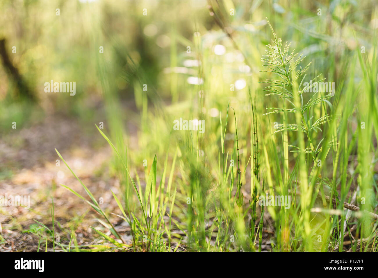 Ferns in the forest in sunlight, lush green Stock Photo
