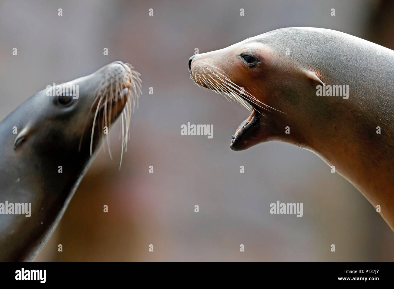 Two Californian sea lions, (Zalophus californianus), quarrel, captive, Baden-Wuerttemberg, Germany Stock Photo