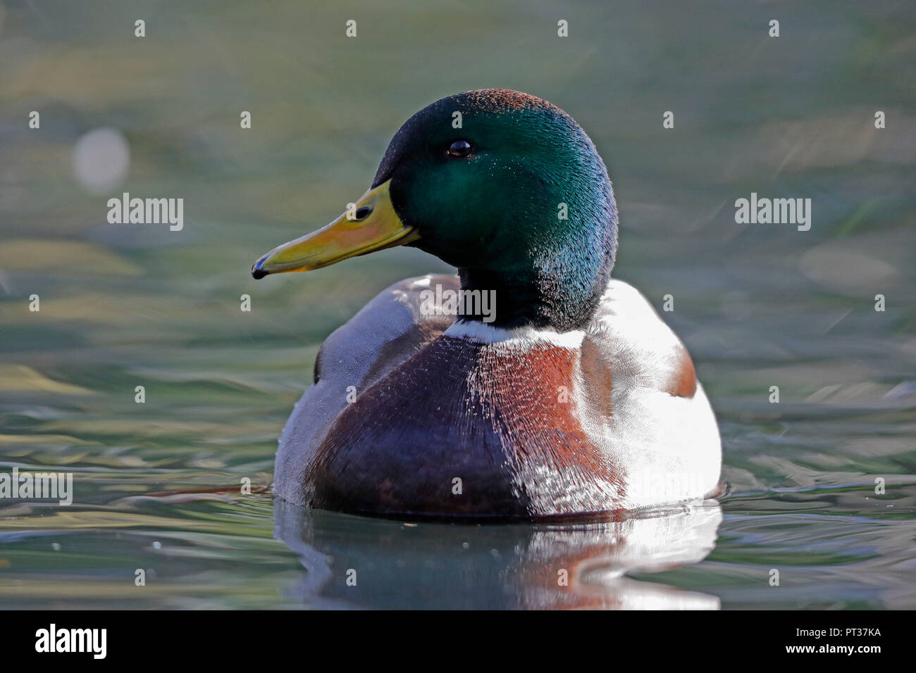 Mallard (Anas platyrhychos) in water, wildlife, Germany, Stock Photo