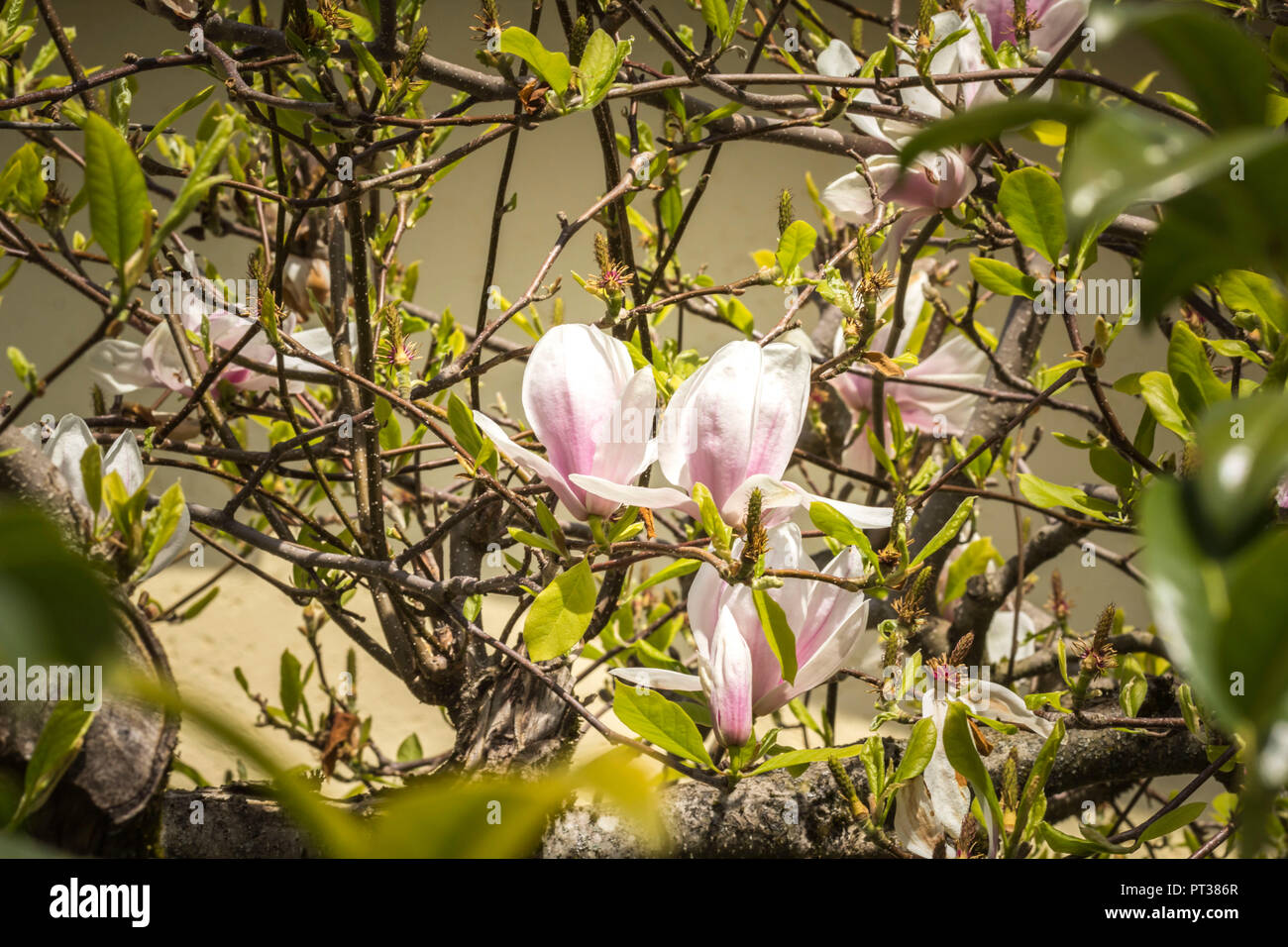 Magnolia blossoms on the tree, Magnolia Stock Photo