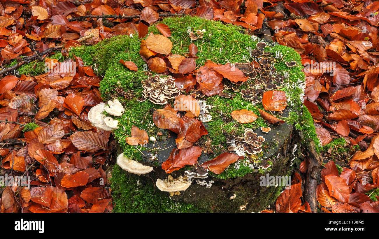 Tree fungi at tree stump, Freudenburg, Saar Valley, Rhineland-Palatinate, Germany Stock Photo
