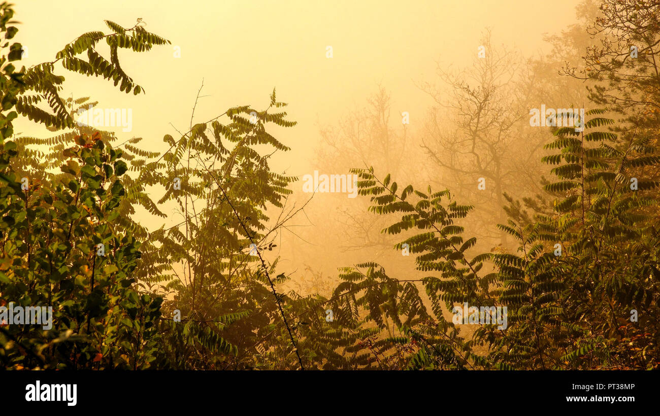 Autumn forest with fog at Freudenburg, Saartal, Rhineland-Palatinate, Germany Stock Photo