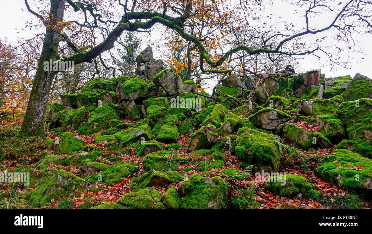 Autumn forest at Maunert at Taben-Rodt, Saartal, Rhineland-Palatinate, Germany Stock Photo