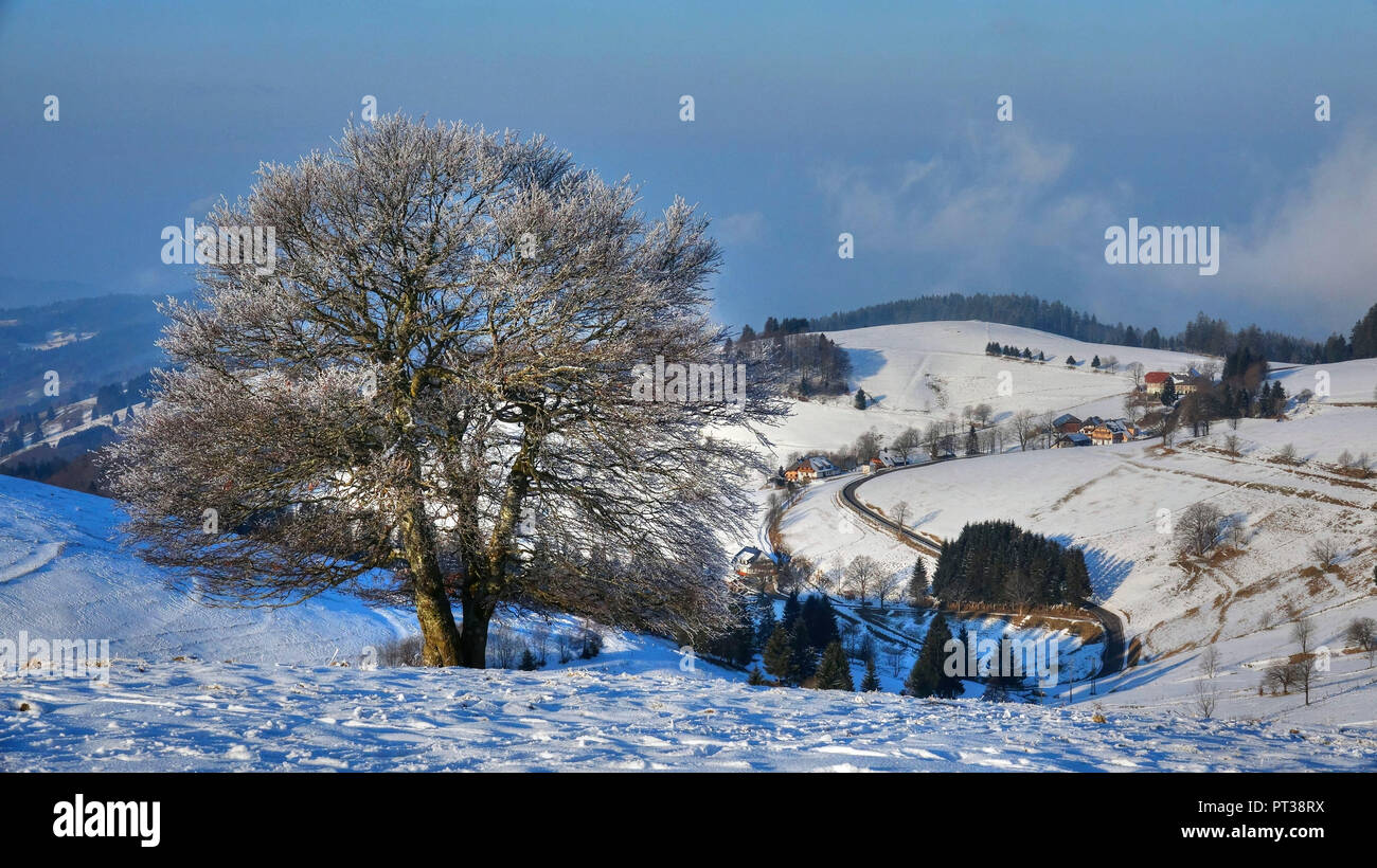 Old beeches on the Schauinsland in winter, Southern Black Forest, Hochschwarzwald, Baden-Wurttemberg, Germany Stock Photo