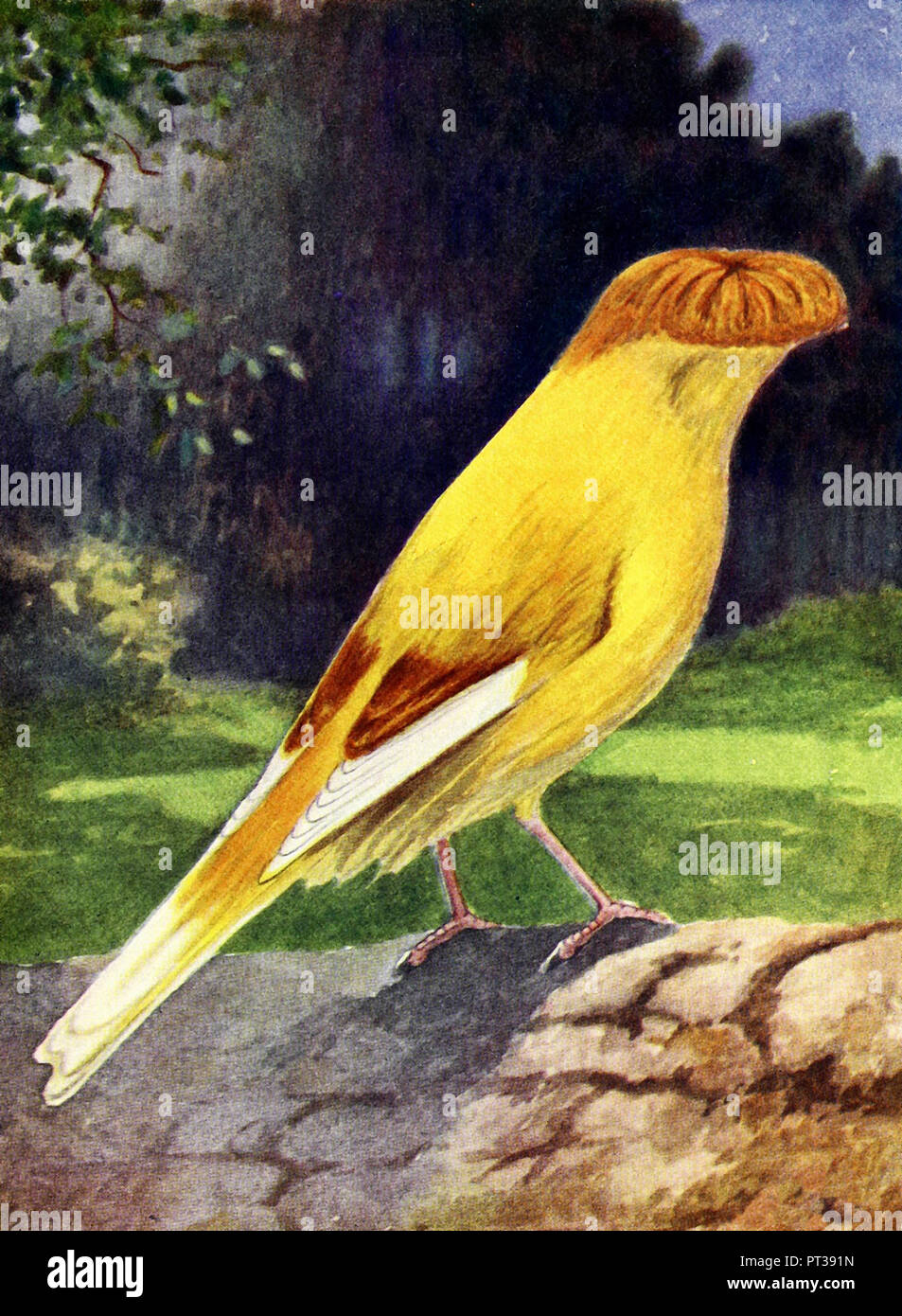 Cinnamon Crested Canary Stock Photo - Alamy