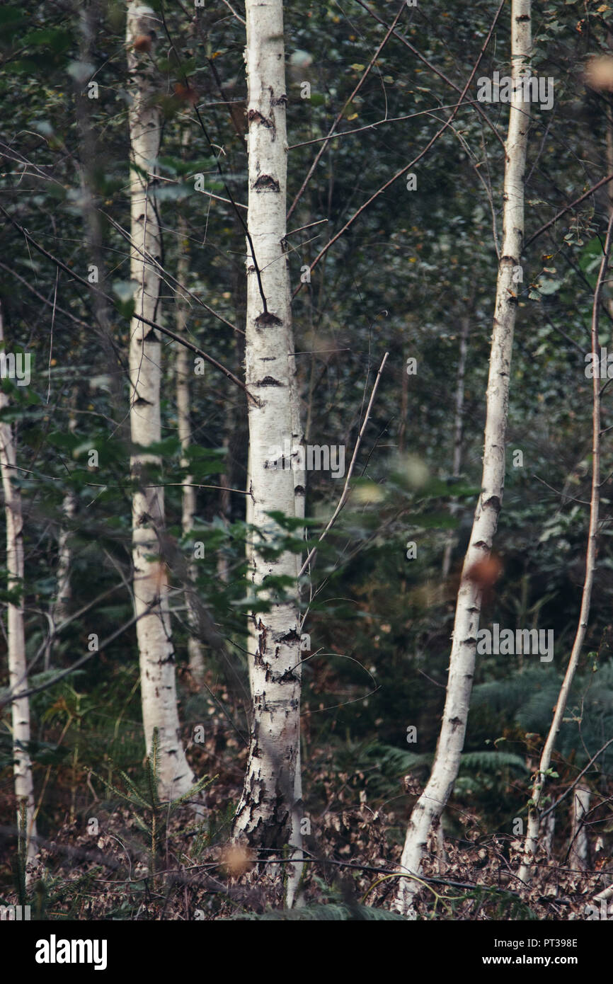 Birches in autumn Stock Photo