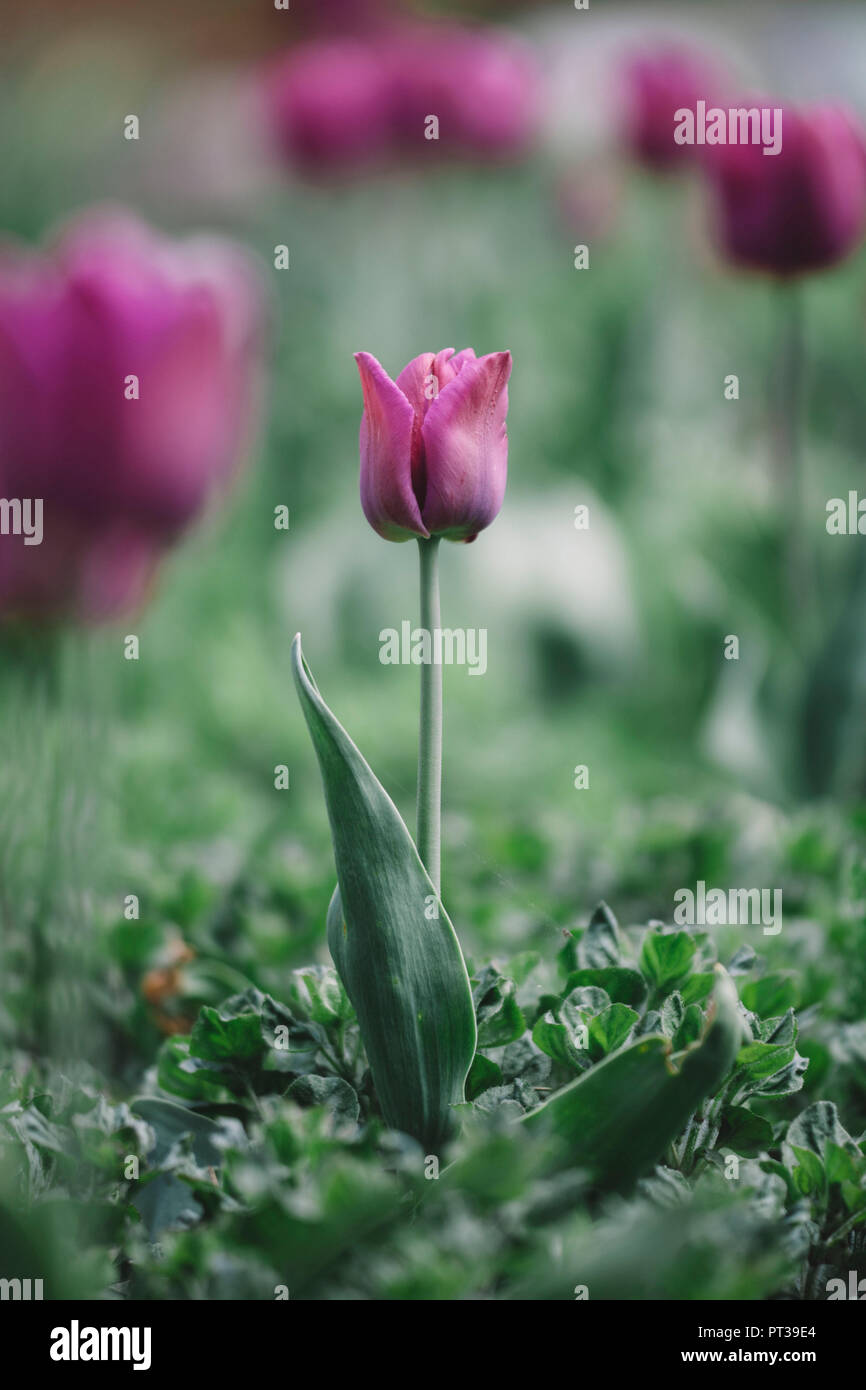 Tulips in tulip bed Stock Photo Alamy