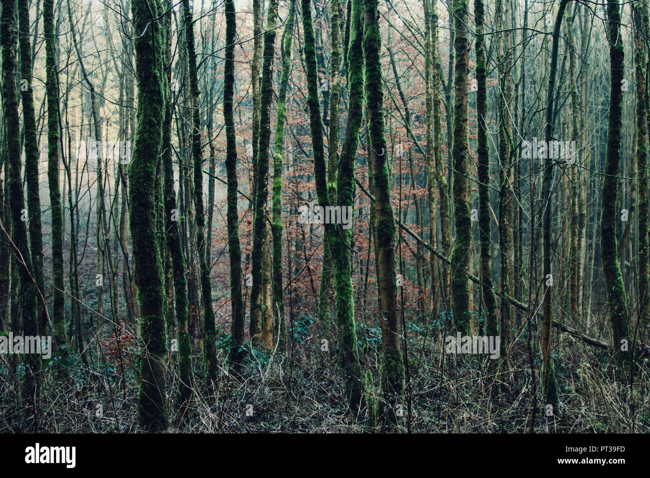 Winter in the teutoburg forest hi-res stock photography and images - Alamy