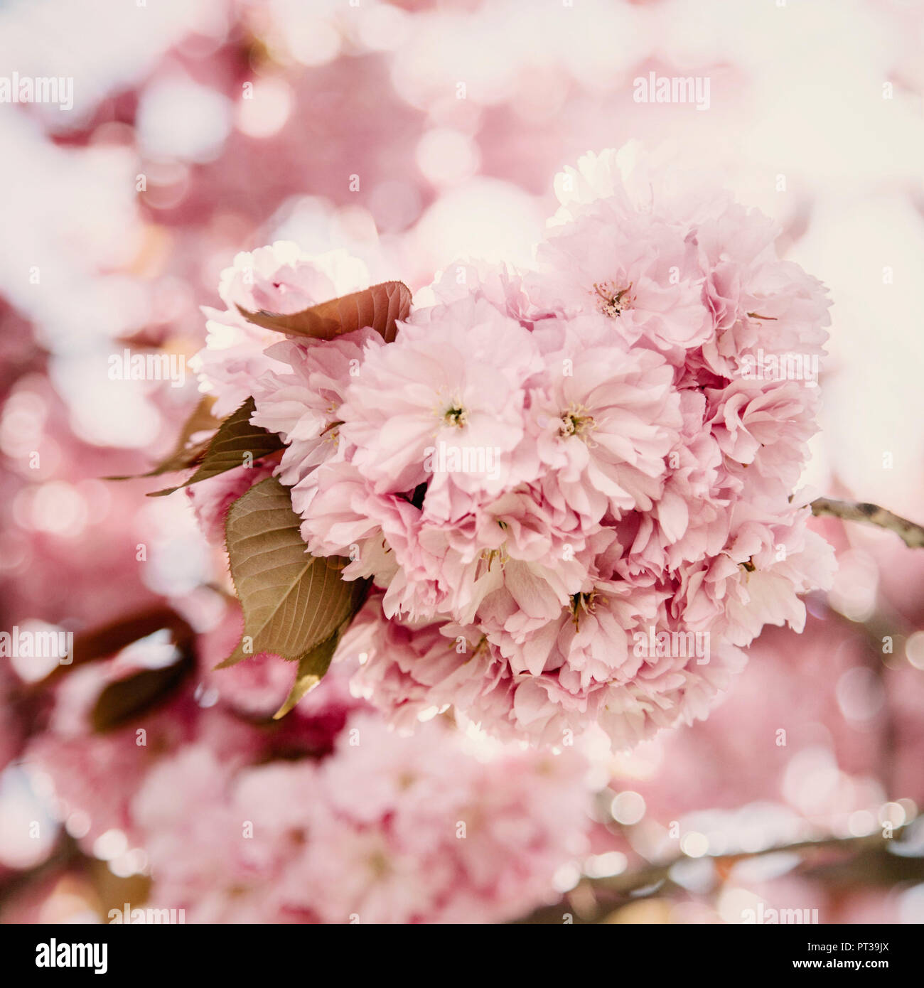 Flowering cherry trees hires stock photography and images Alamy