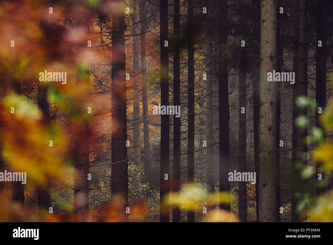 Teutoburg Forest in autumn Stock Photo