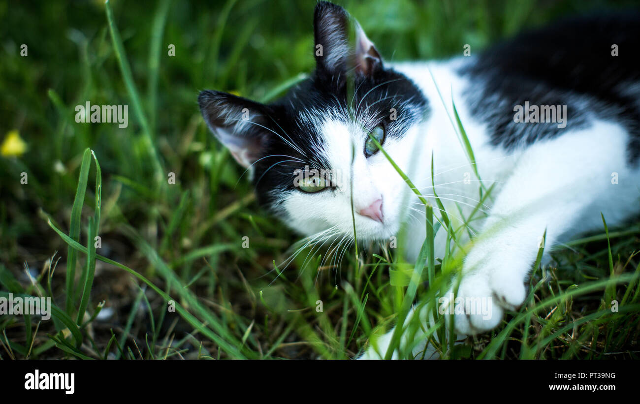 Young black and white cat, lying in a meadow, curious, facing camera Stock Photo