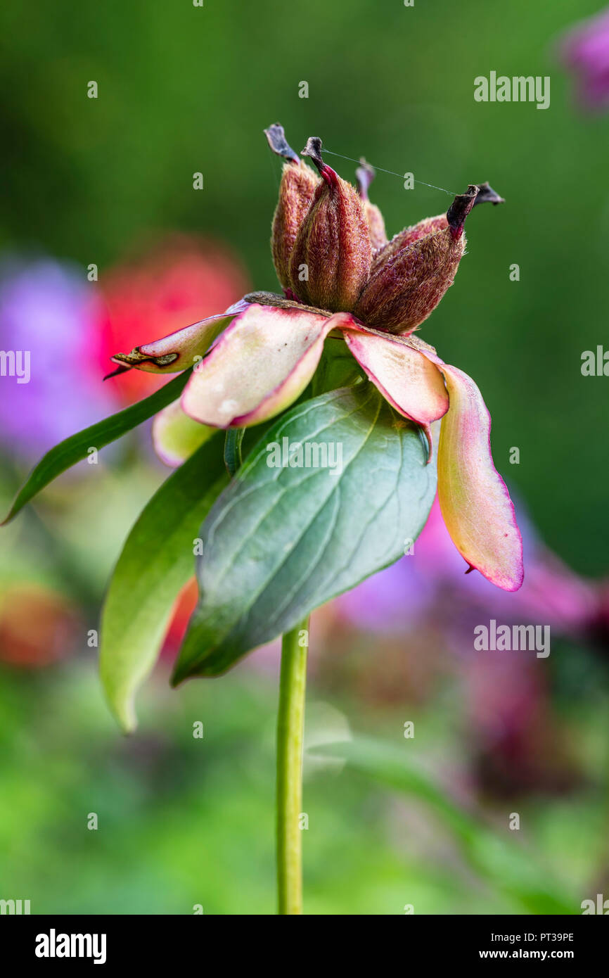 Peony seeds in the garden Stock Photo - Alamy