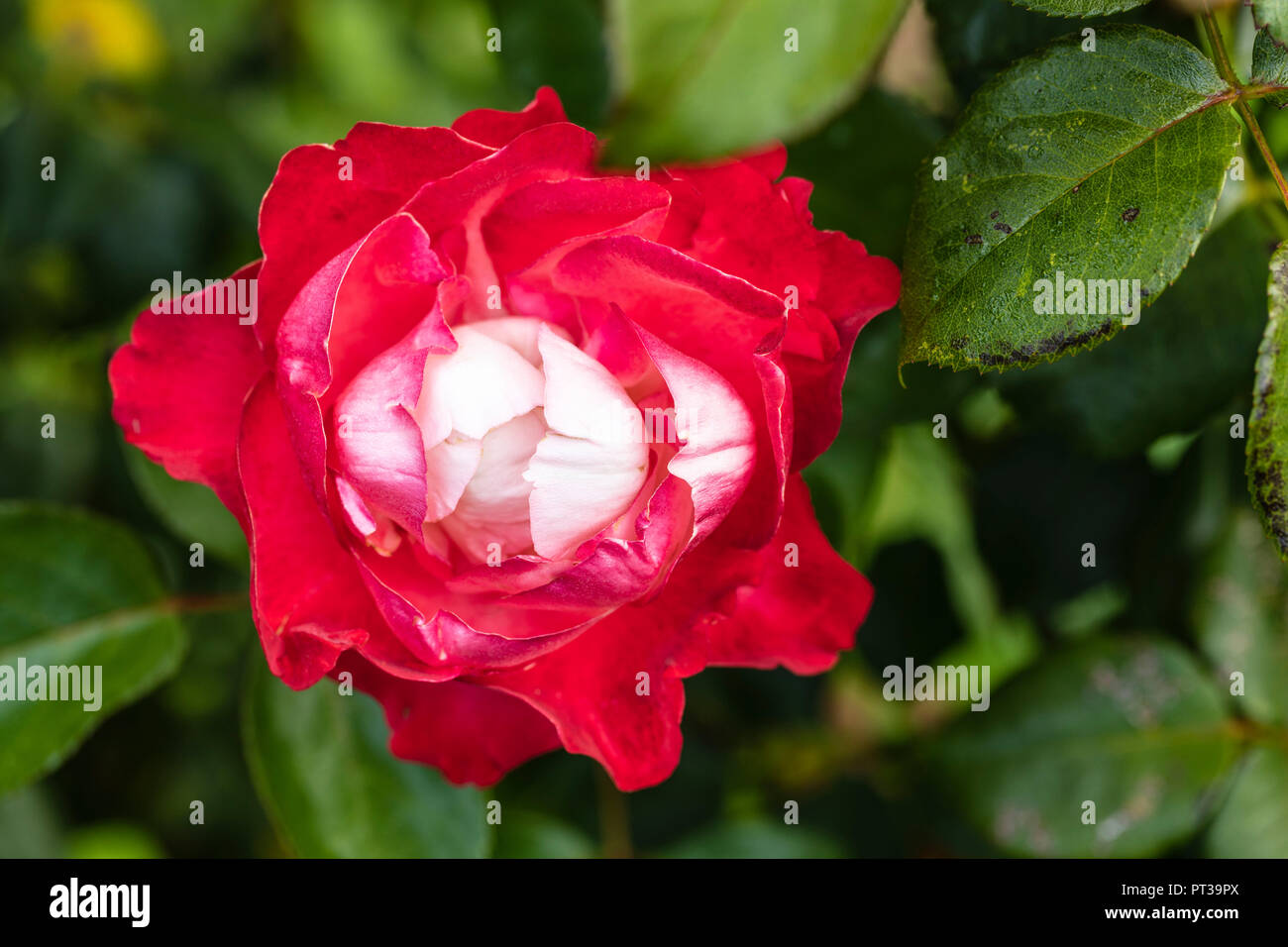 Rose variety 'Nostalgie', flower Stock Photo