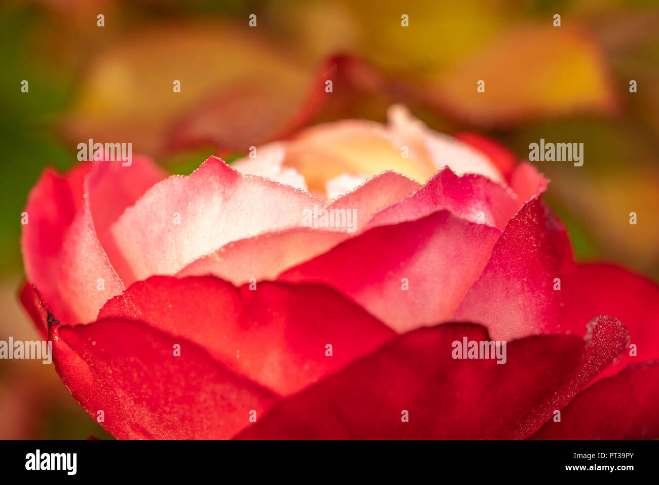 Rose variety 'Nostalgie', flower Stock Photo