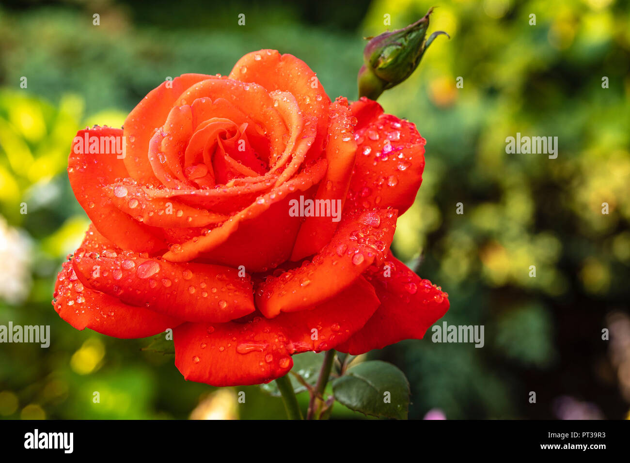 Red rose in a garden, wet, drops of water Stock Photo