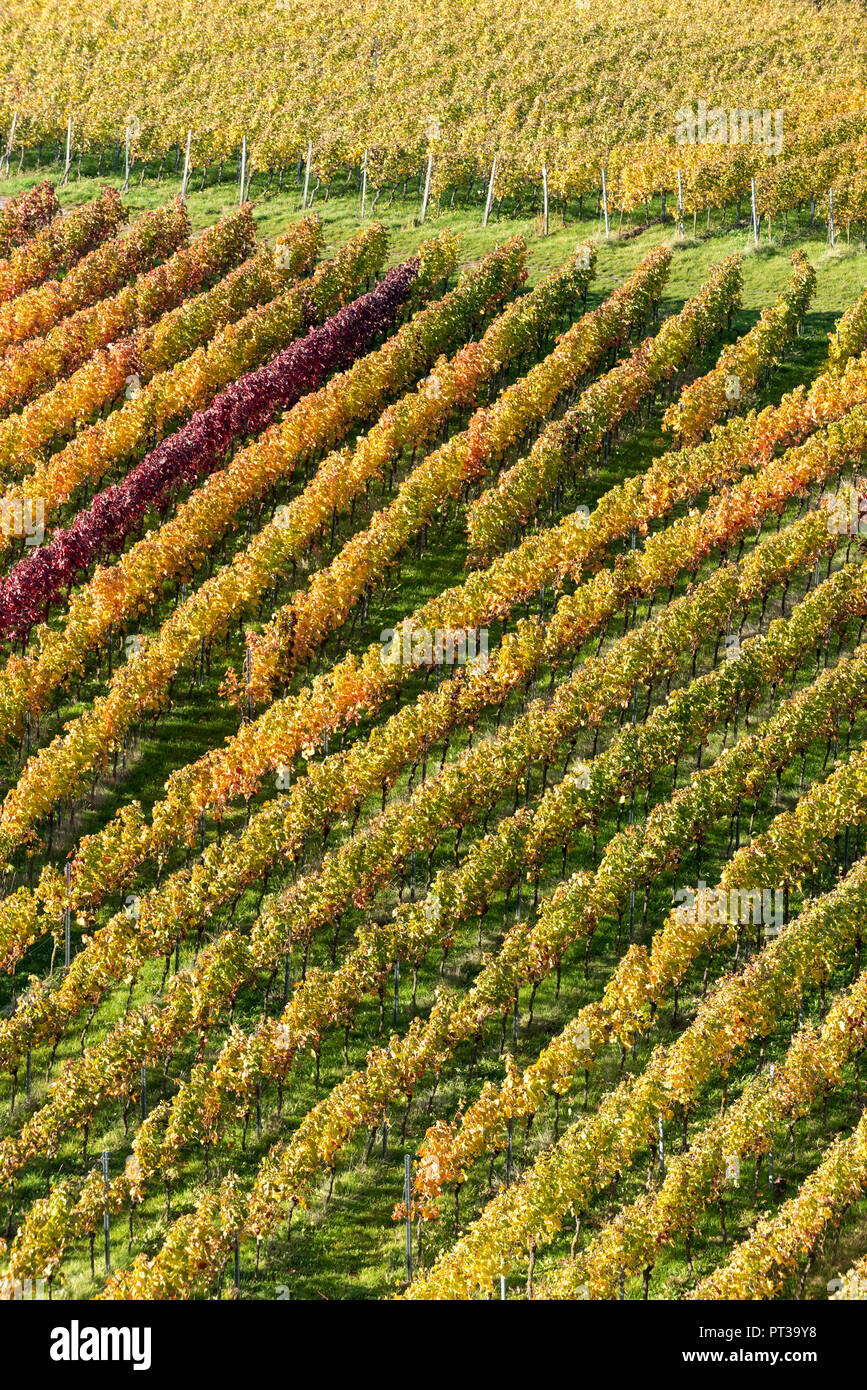 Germany, Baden-Württemberg, Kraichgau, Sulzfeld, view from the tower of Ravensburg Castle, Stock Photo