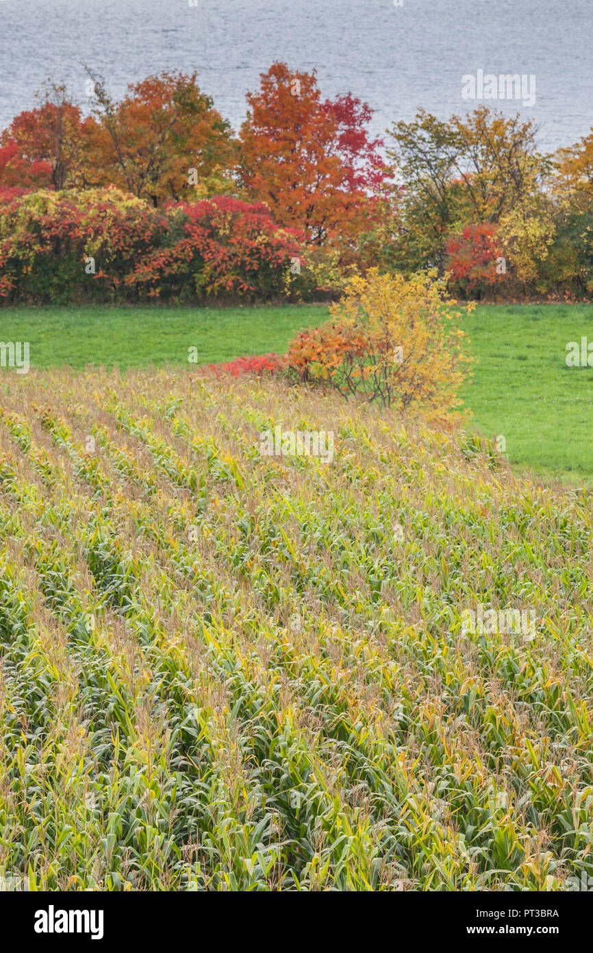 Canada, Quebec, CapitaleNationale Region, Neuville, field, autumn