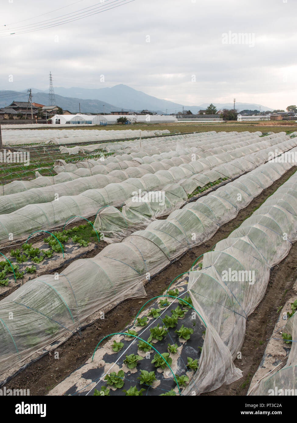 Plastic tunnel house with vegetable crop, rural landscape, intensive horticulture, Yoshino, Awa City, Tokushima, Japan Stock Photo