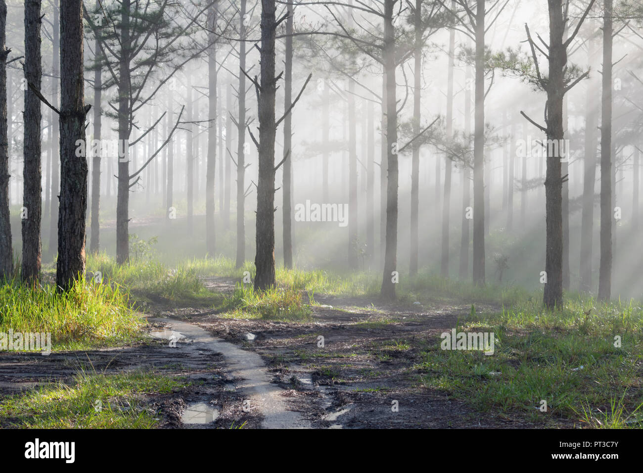 Discovery travel in the trail pine forest, vietnam. Background with magic sunrays, light, dense fog and fresh air at the dawn Stock Photo