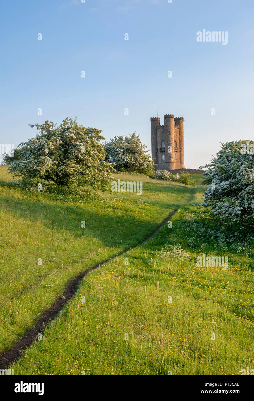 Broadway Tower and hawthorn / mayblossom in spring along the cotswold