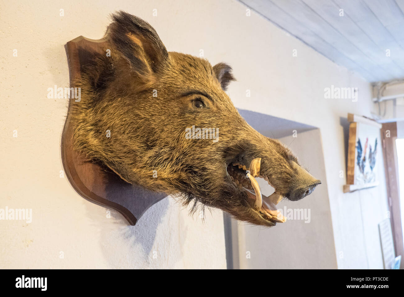 Animal hunt trophy hires stock photography and images Alamy