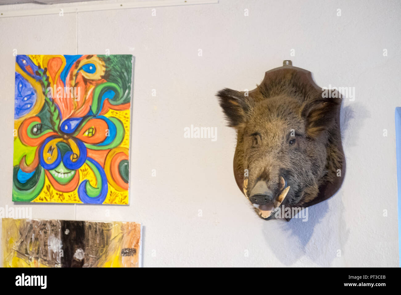 Captured,hunted,hunt,wild,boar,boars,animal,trophy,head,on,wall,in,living,room,of,rural,countryside,village,house,Aude,region,Occitan,South,of,France, Stock Photo