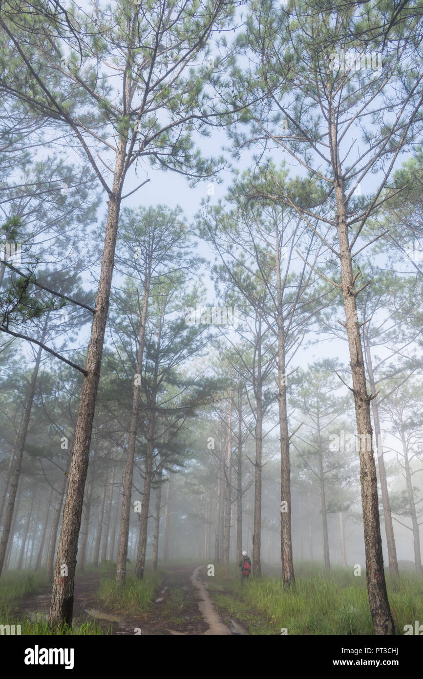 Discovery travel in the trail pine forest, vietnam. Background with magic sunrays, light, dense fog and fresh air at the dawn Stock Photo