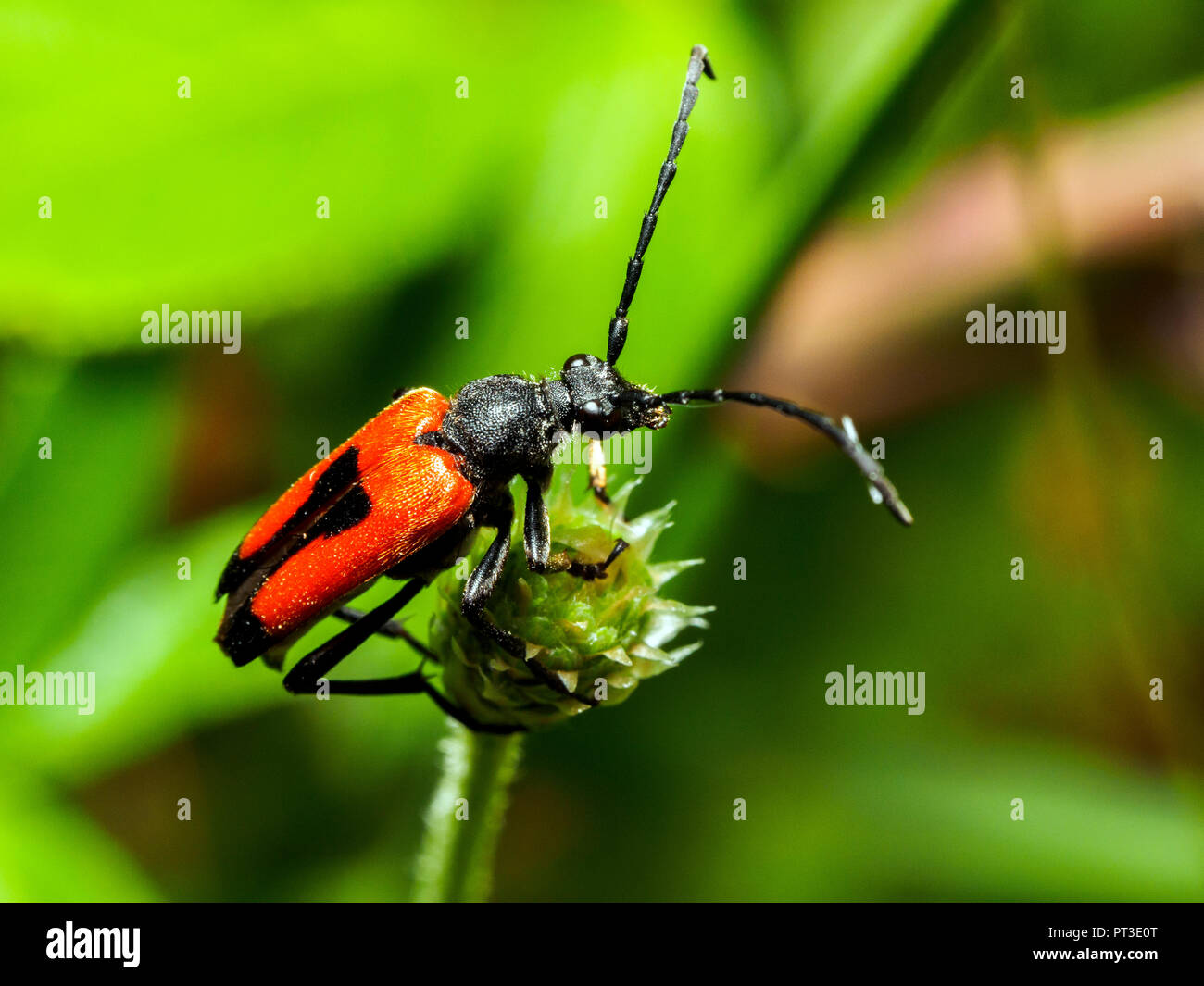 Longhorn beetle - Stictoleptura cordigera - Umbria, Italy Stock Photo
